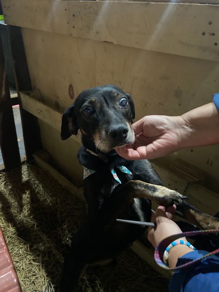 Cão