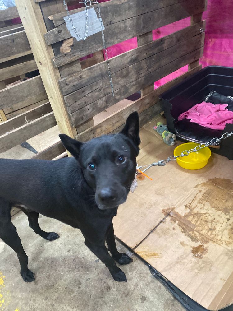 Cão