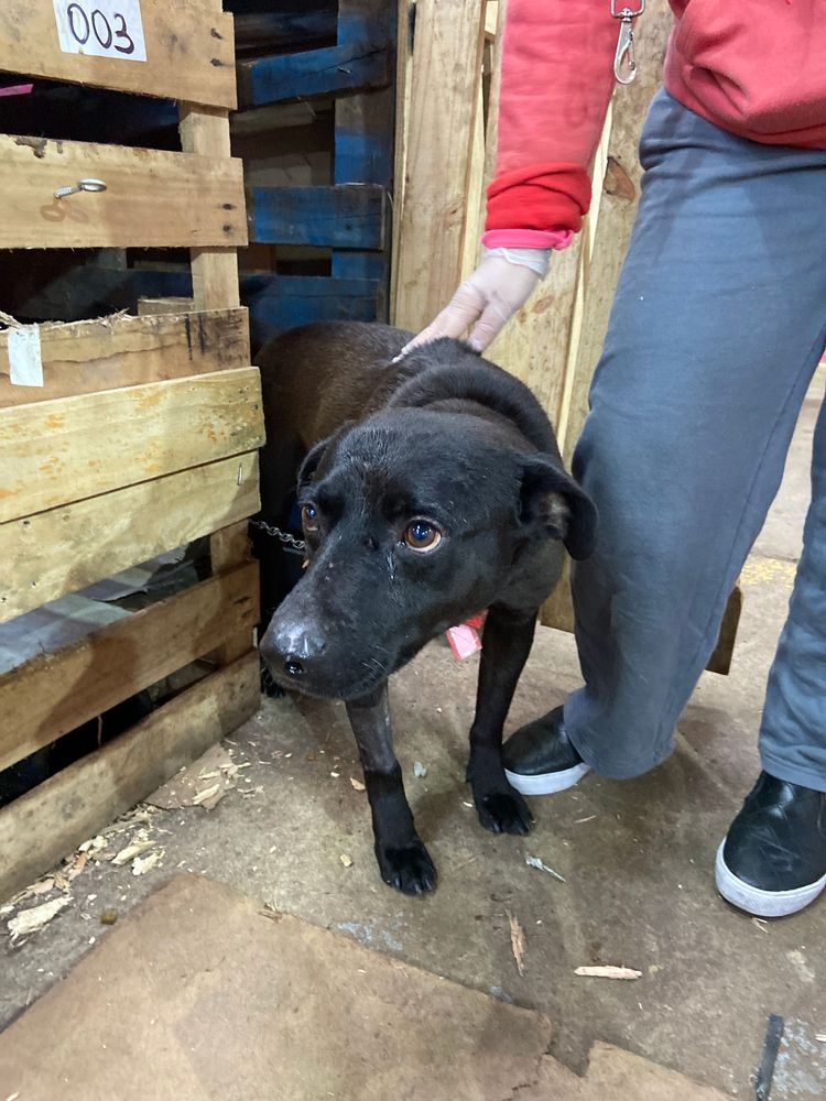Cão