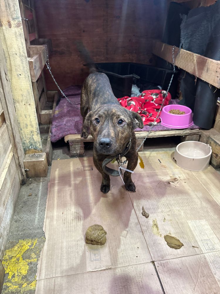 Cão