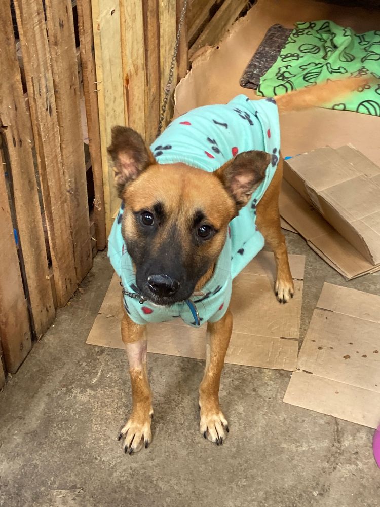 Cão