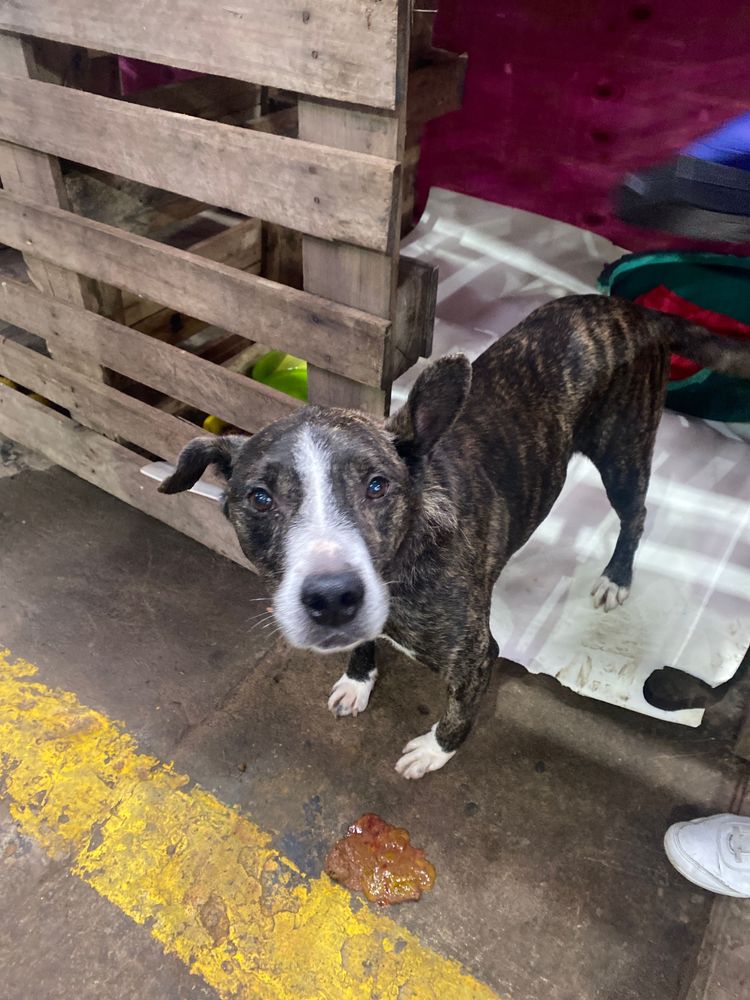 Cão