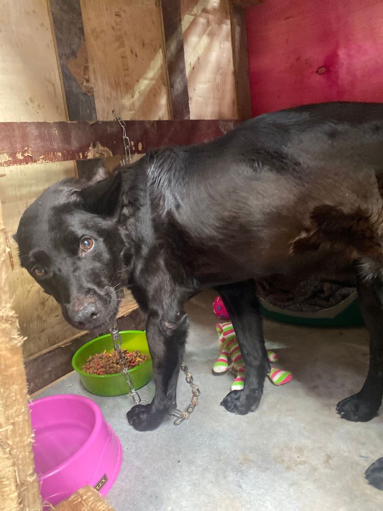 Cão