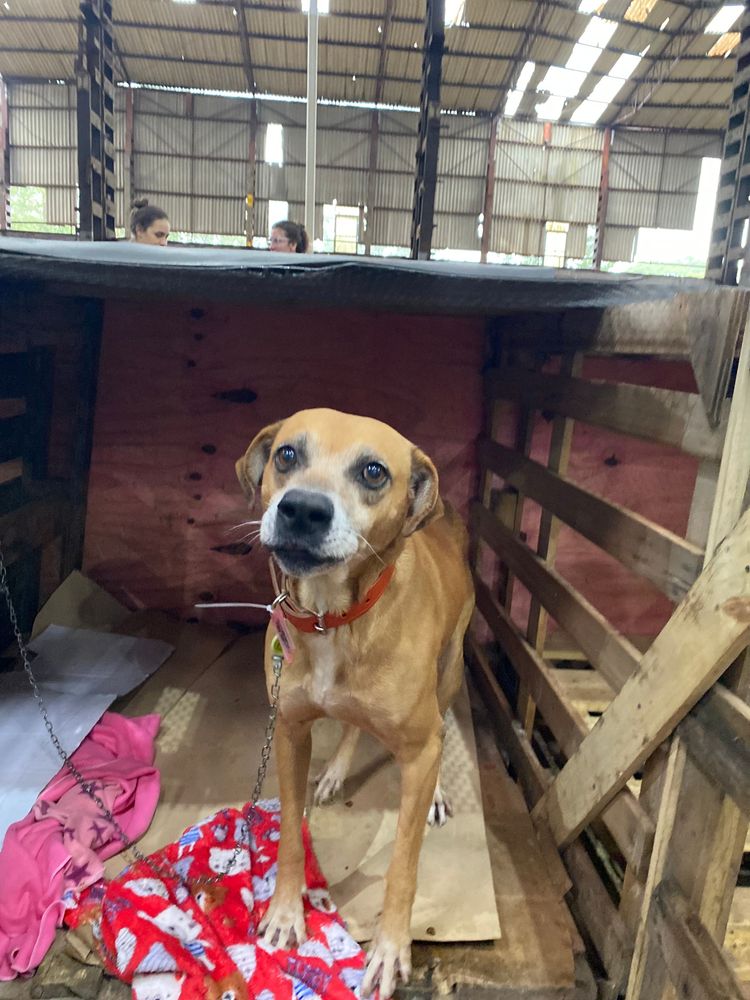 Cão