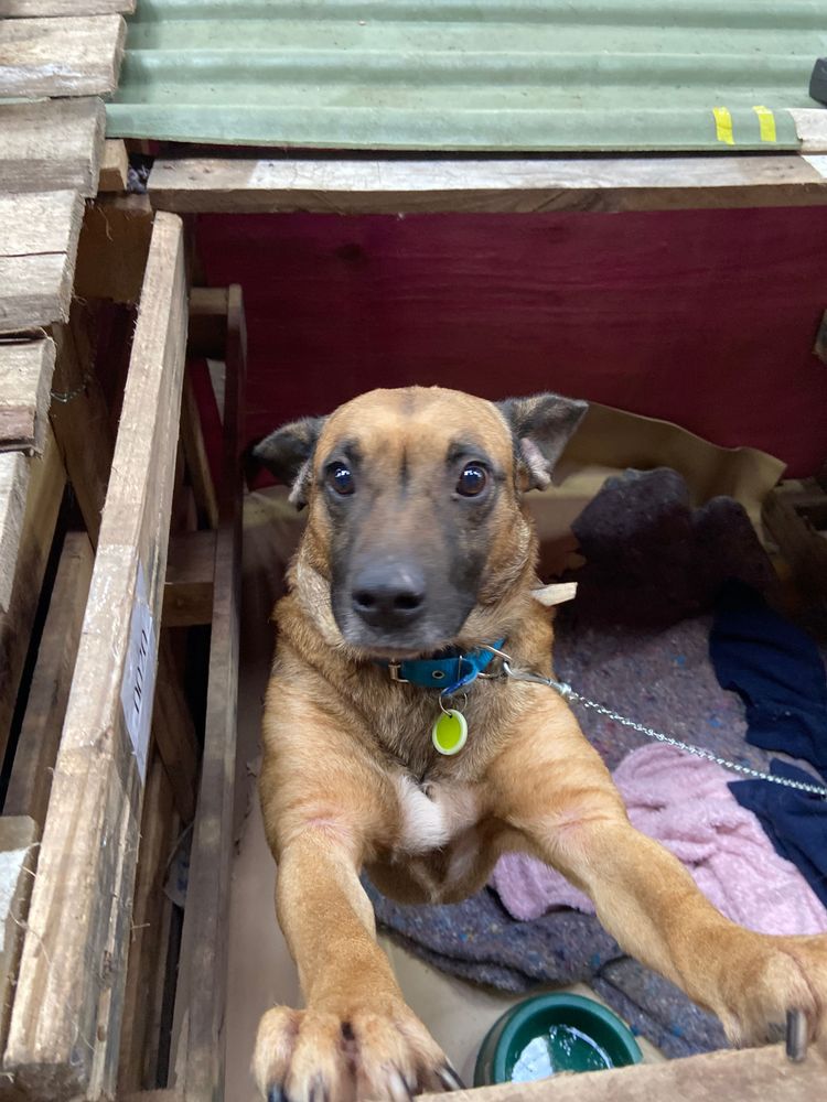 Cão
