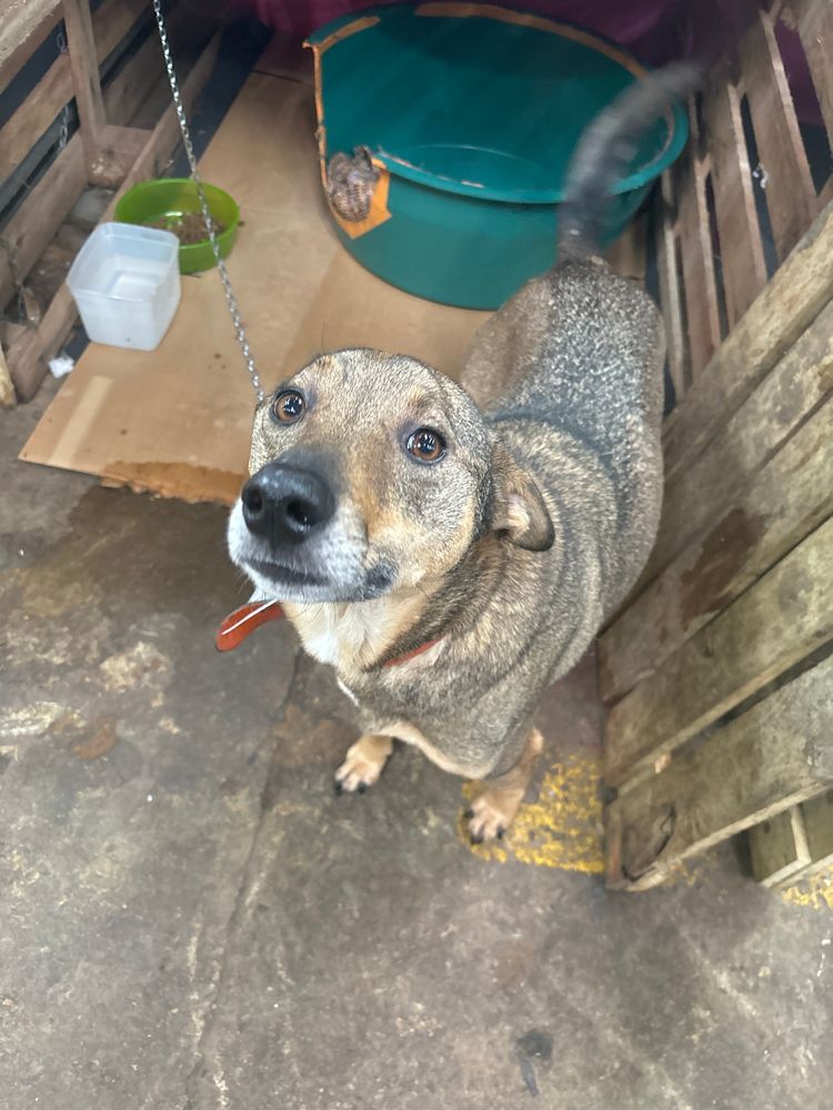 Cão