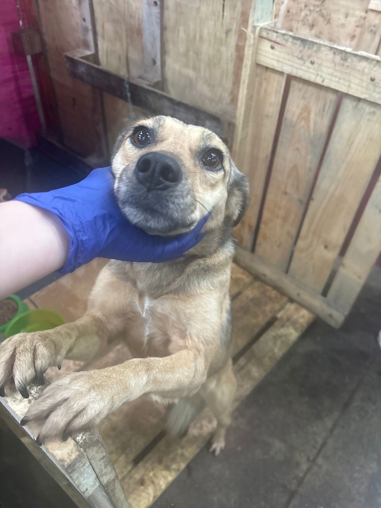 Cão