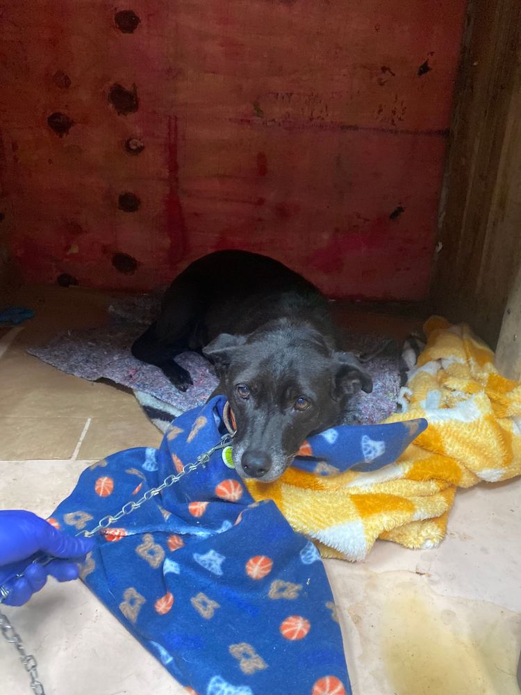 Cão