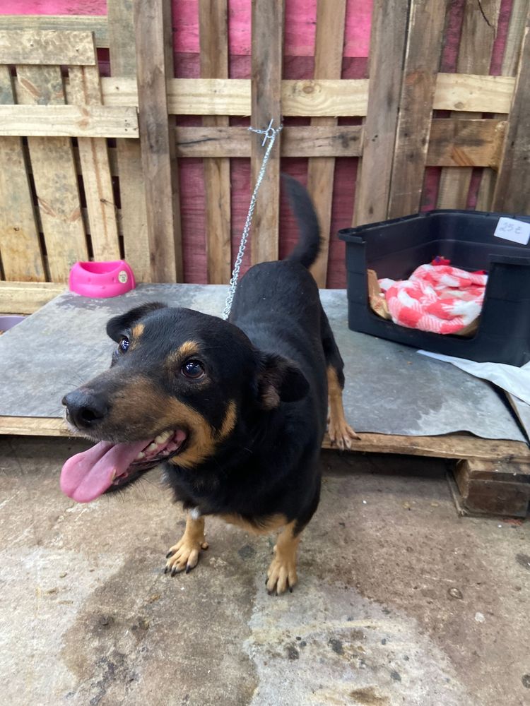 Cão
