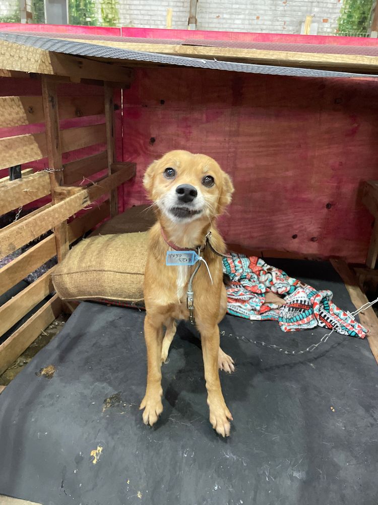 Cão