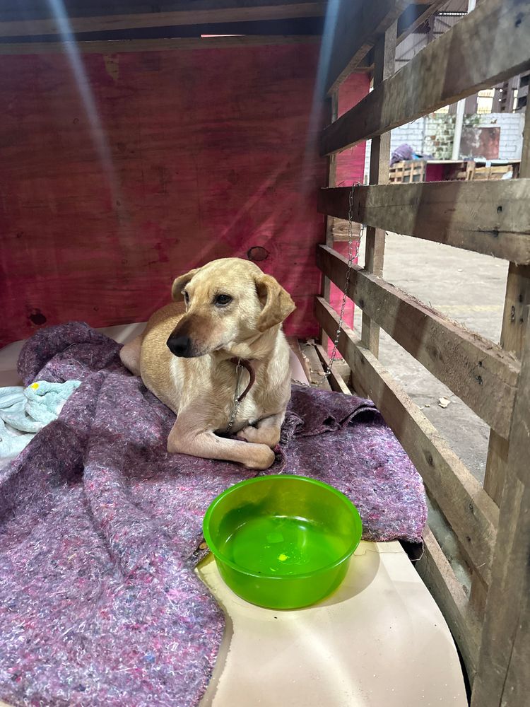 Cão
