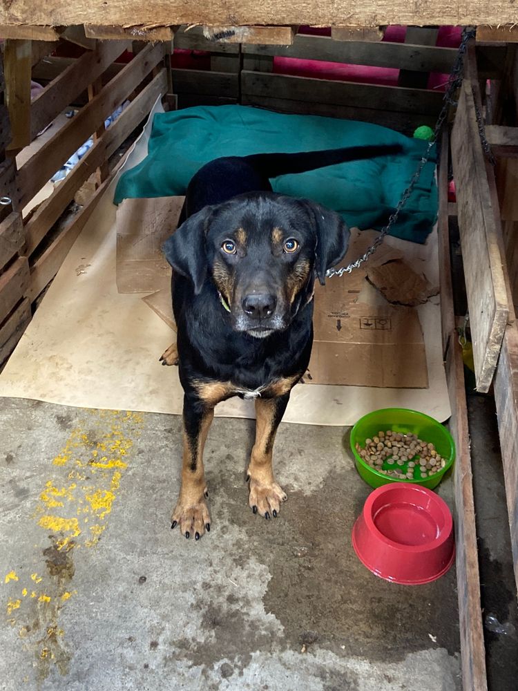 Cão