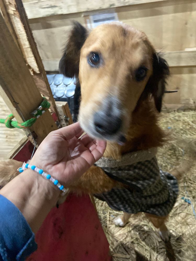 Cão