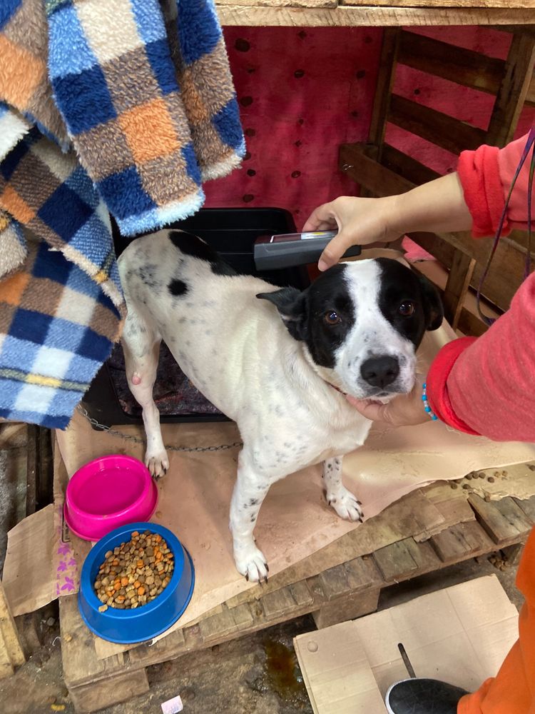 Cão