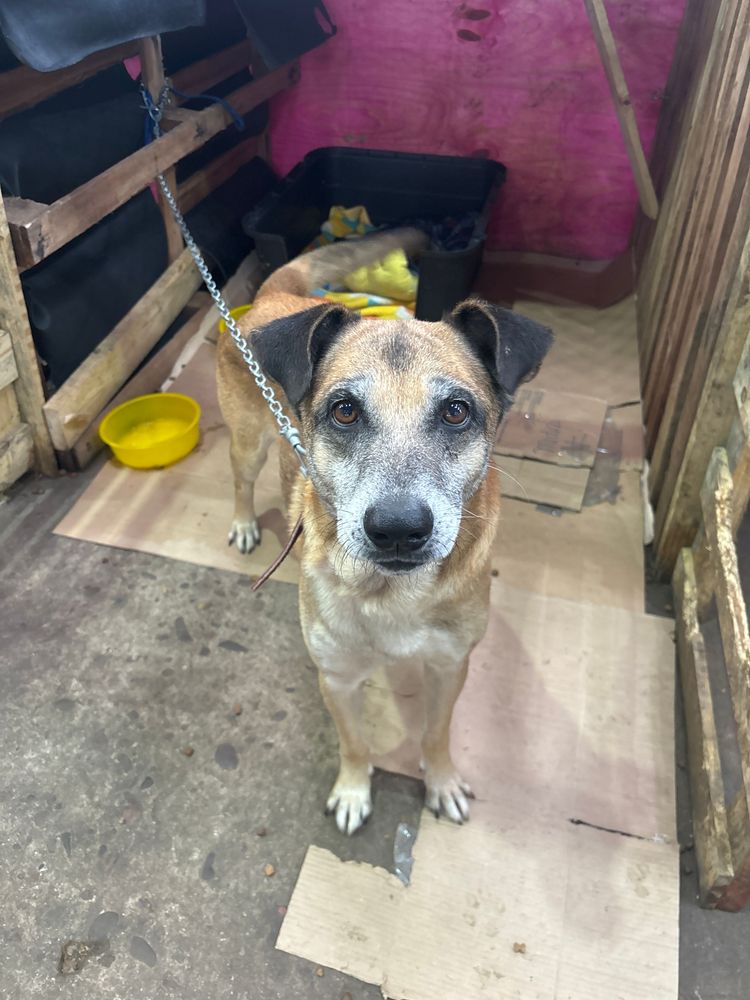 Cão