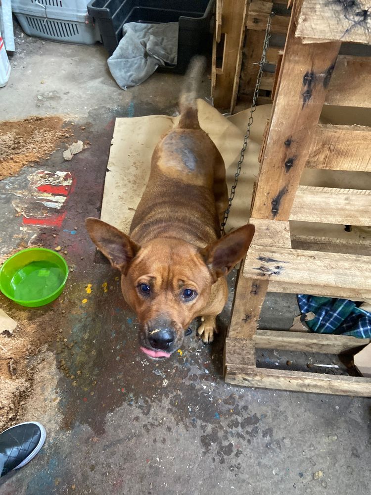 Cão
