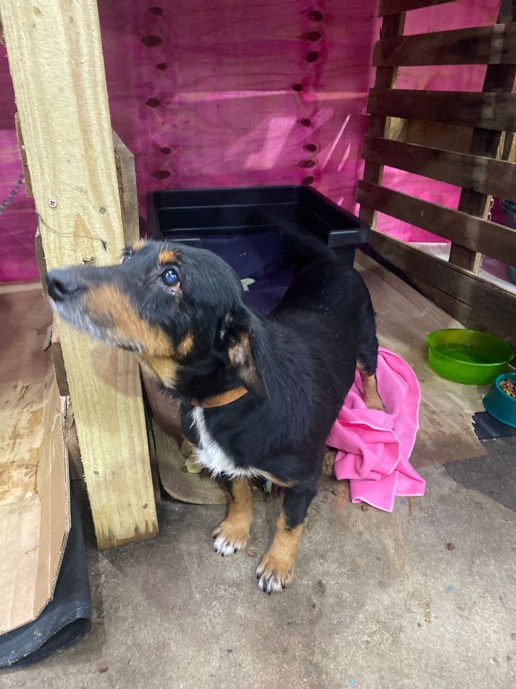 Cão