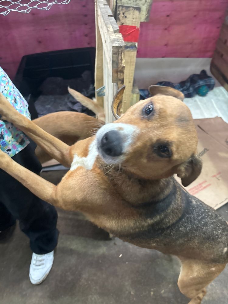 Cão