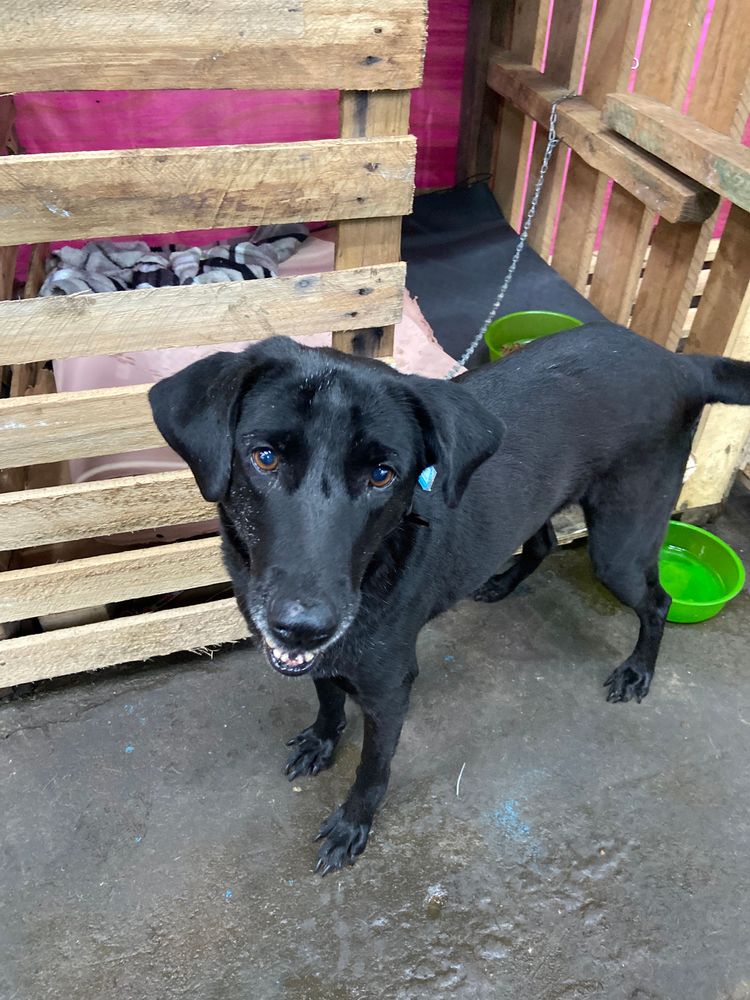 Cão