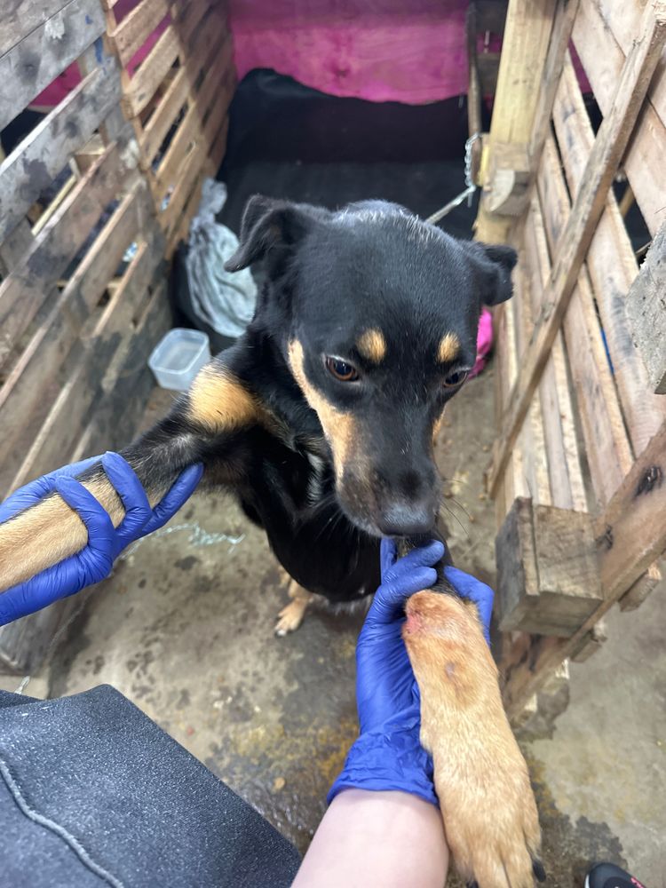 Cão