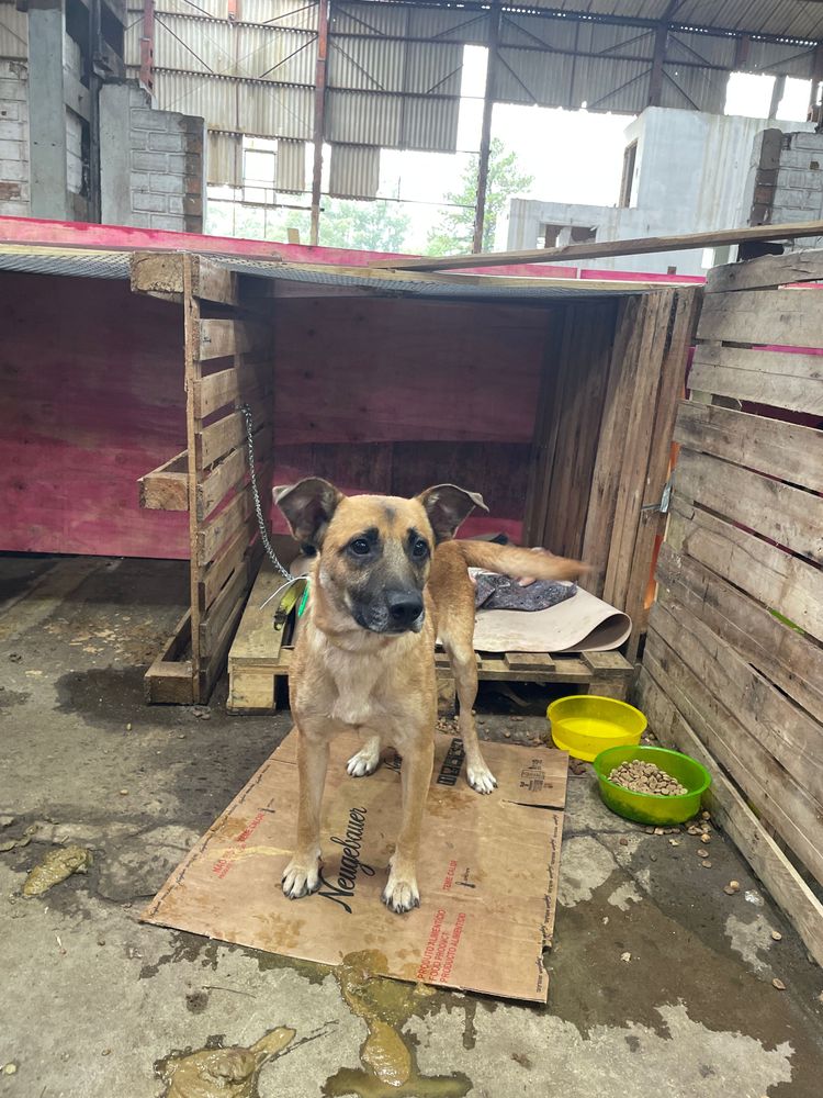 Cão