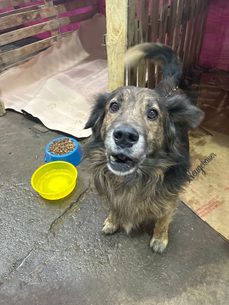 Cão