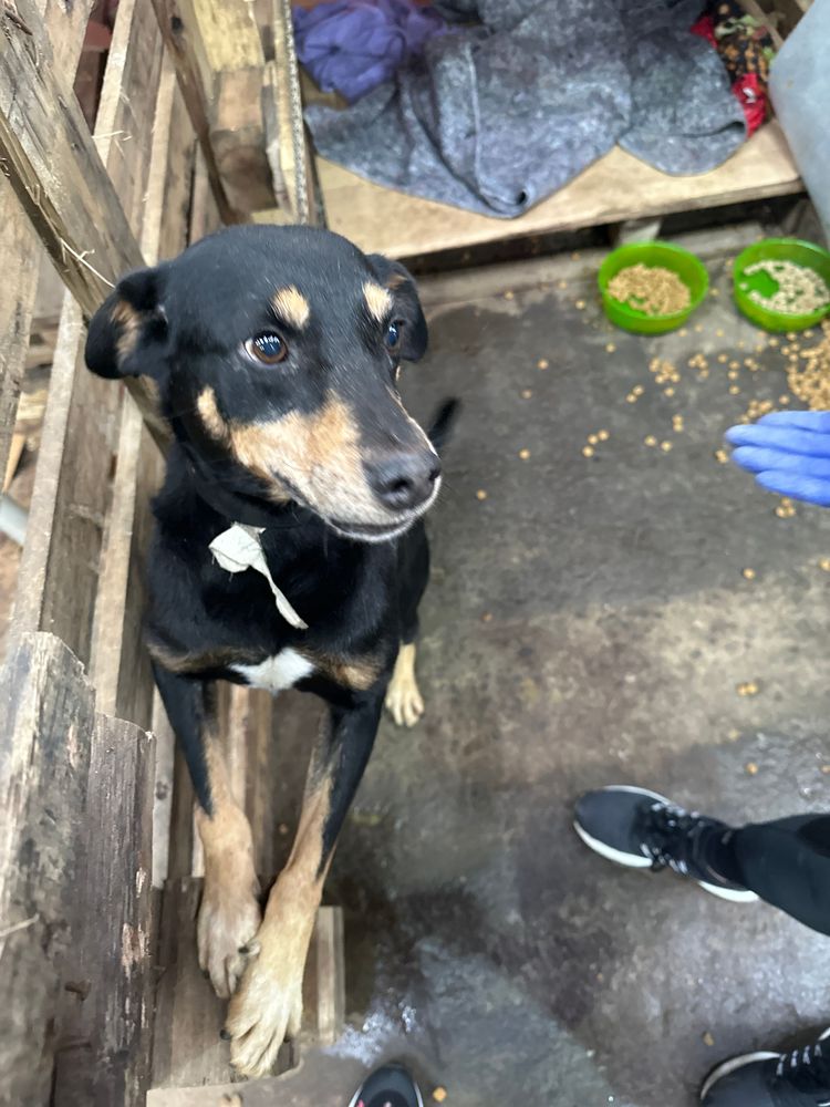 Cão