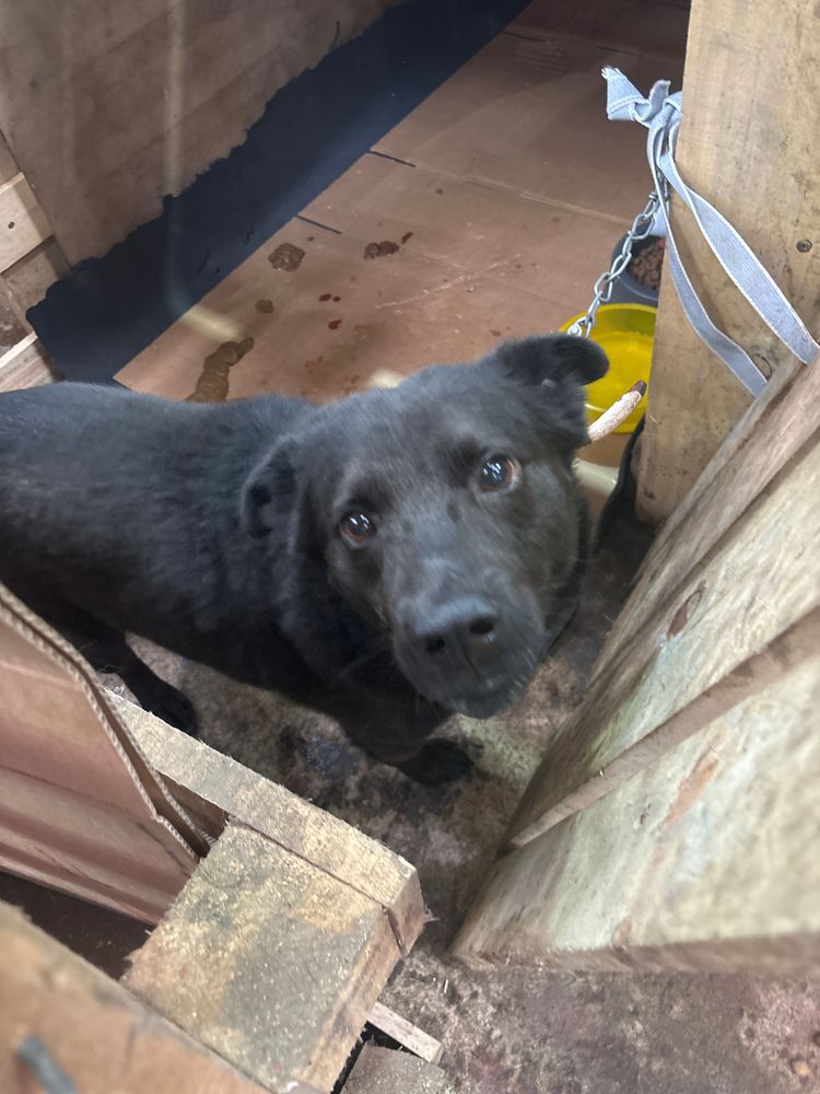 Cão
