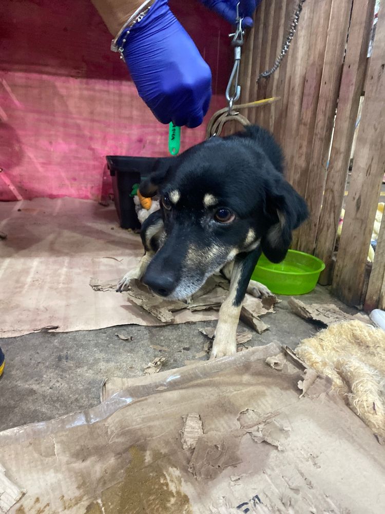 Cão