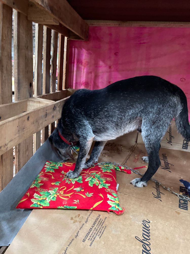 Cão