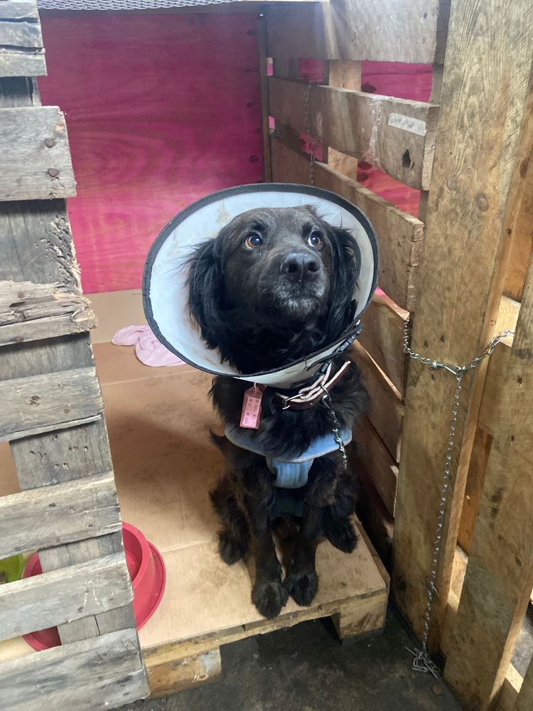 Cão