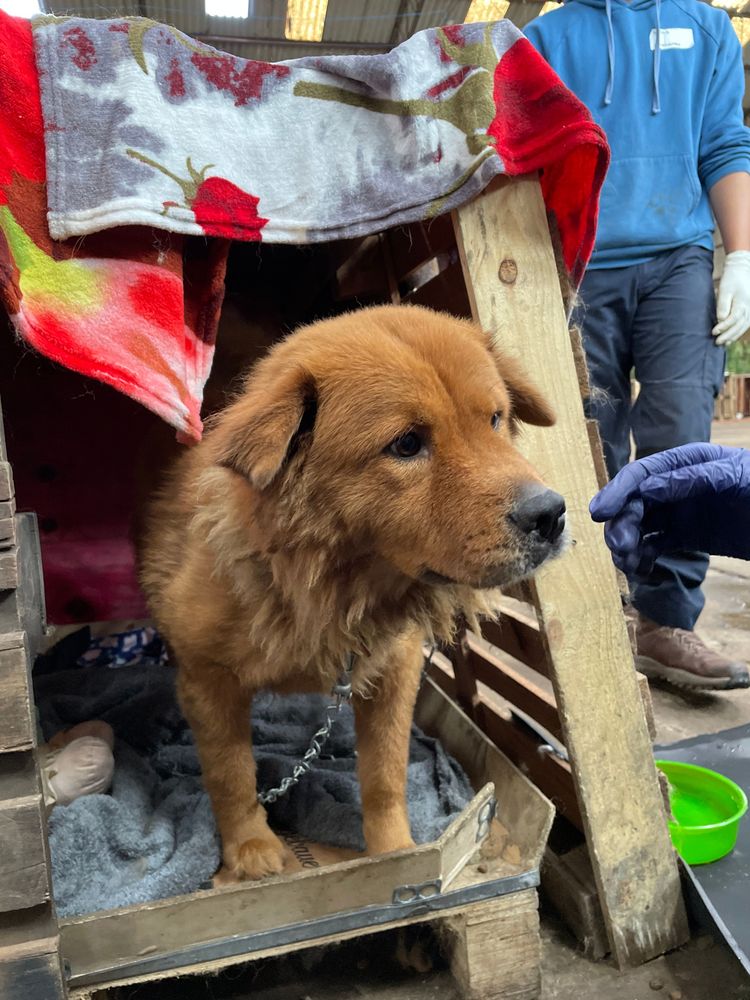 Cão