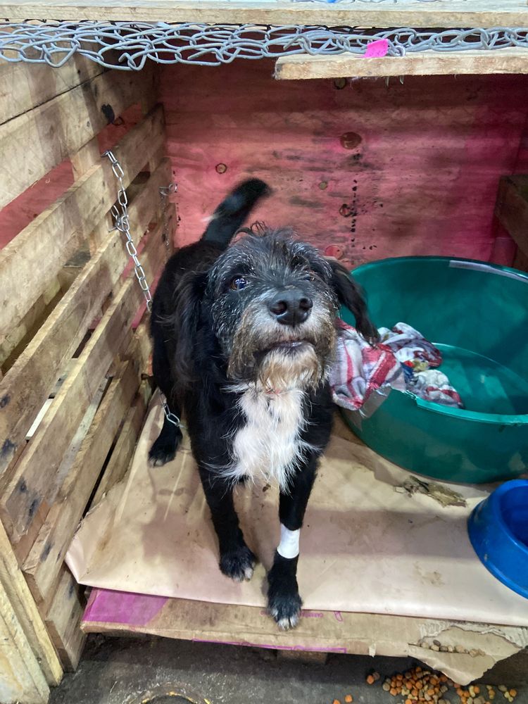 Cão