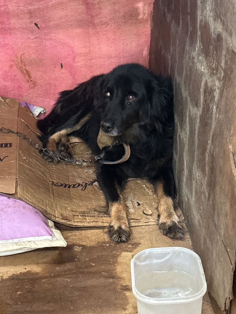 Cão