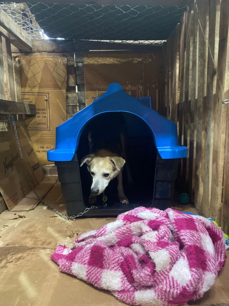 Cão
