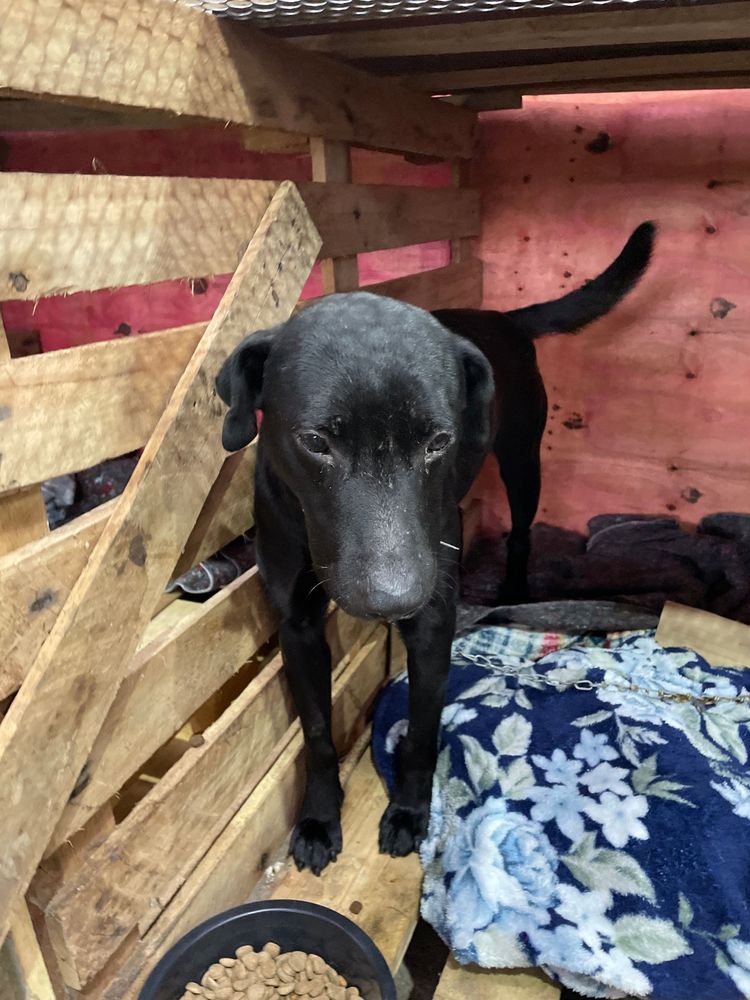 Cão