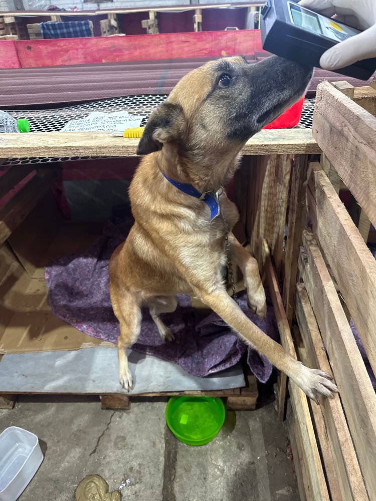 Cão