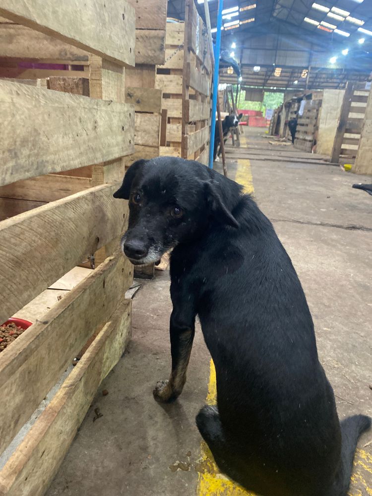 Cão