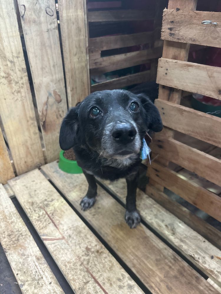 Cão