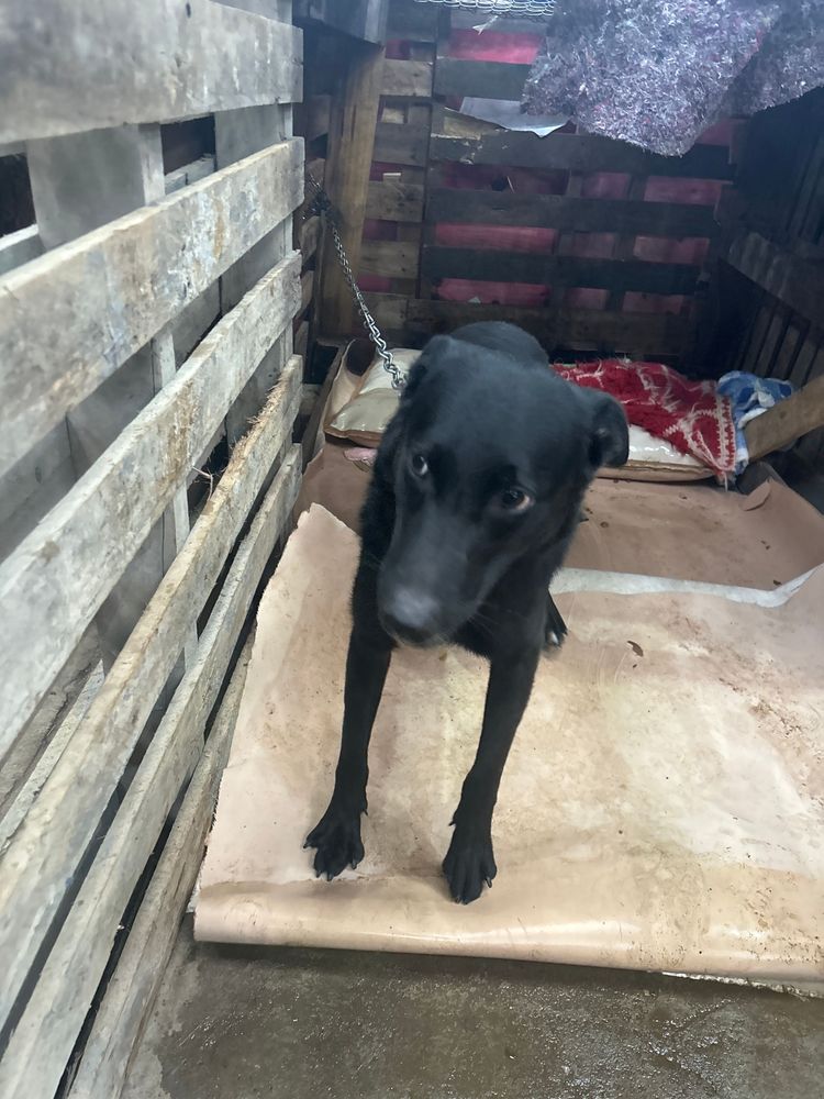 Cão