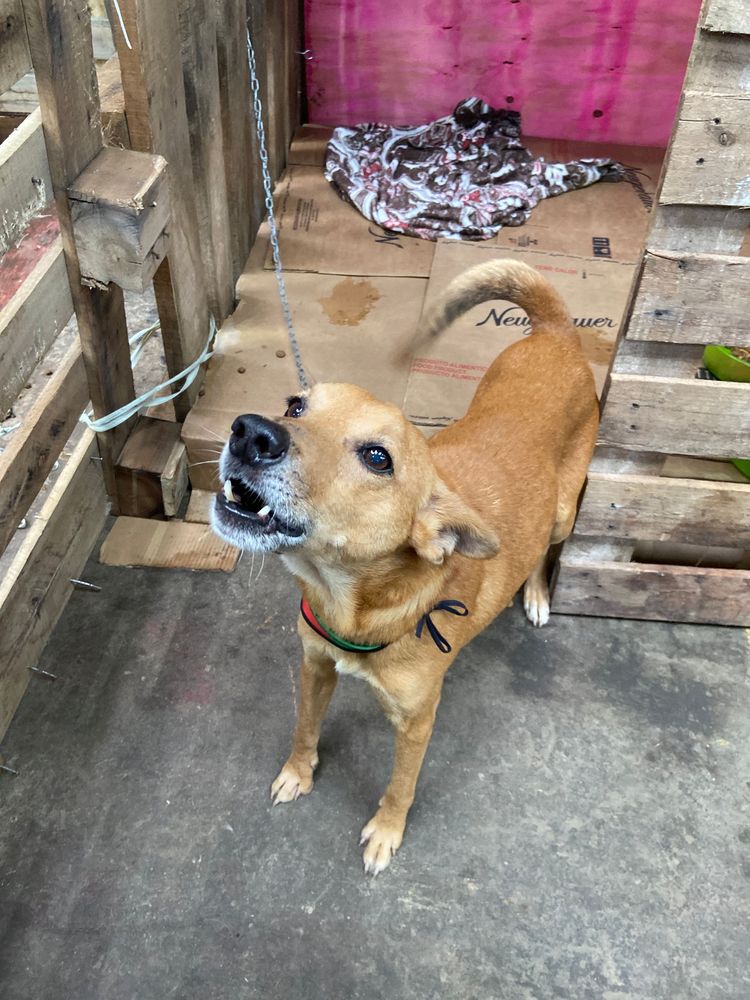 Cão