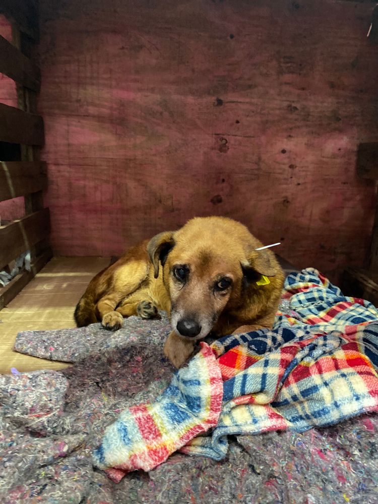 Cão