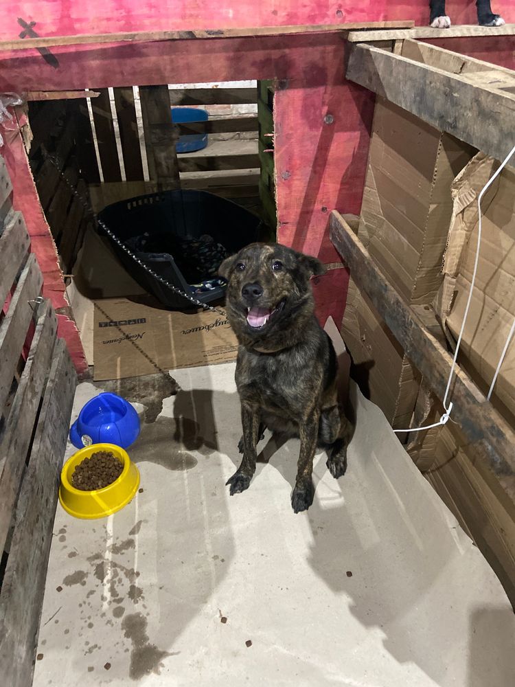 Cão