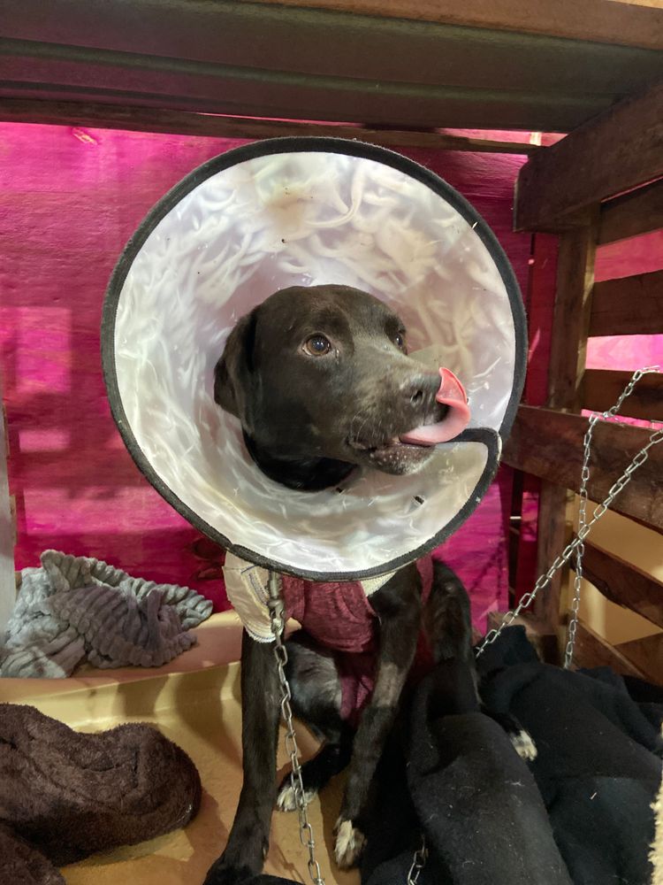 Cão