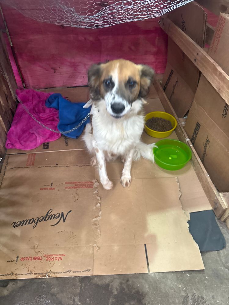 Cão