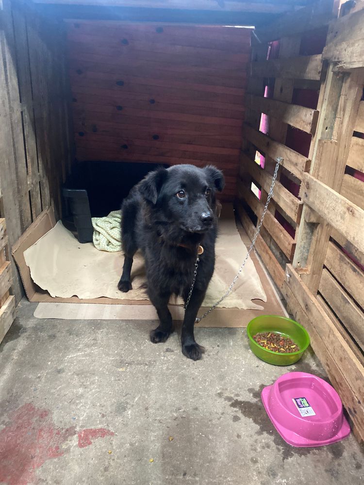 Cão