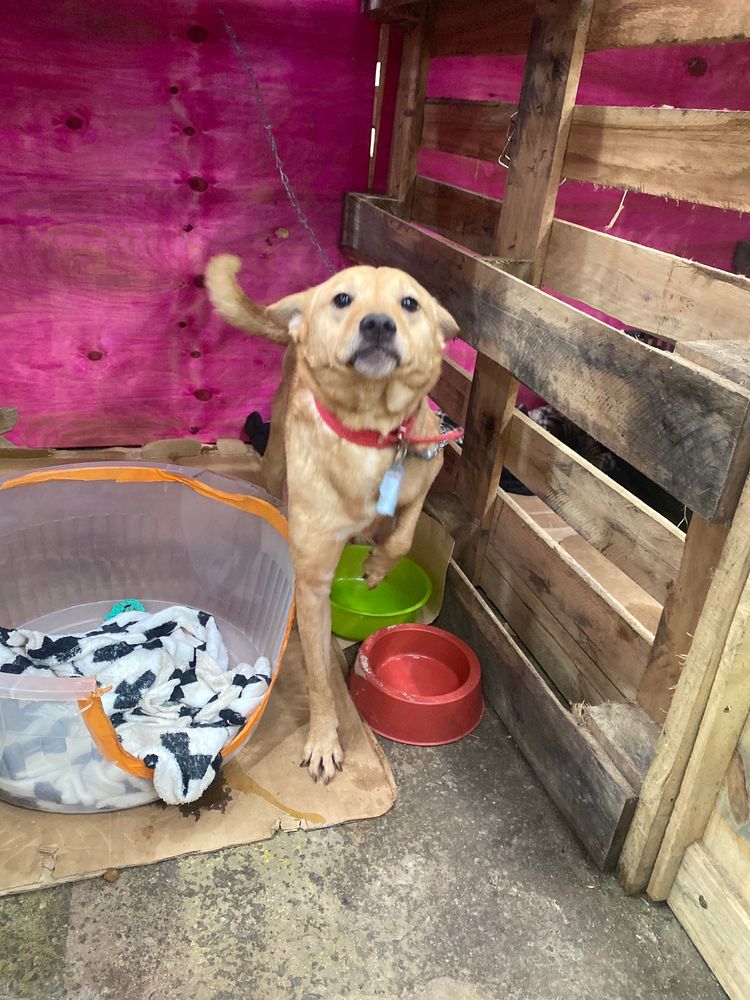 Cão