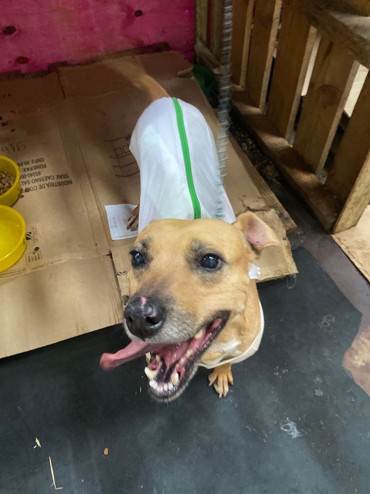 Cão