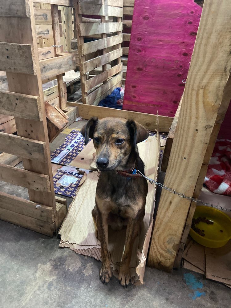 Cão