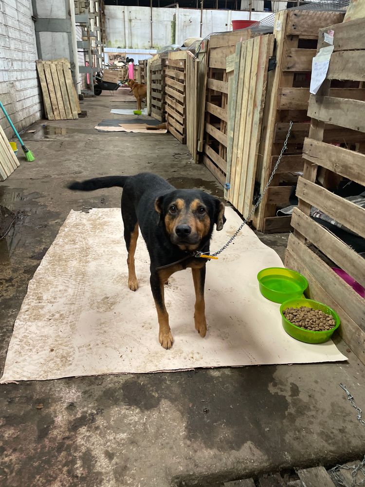 Cão